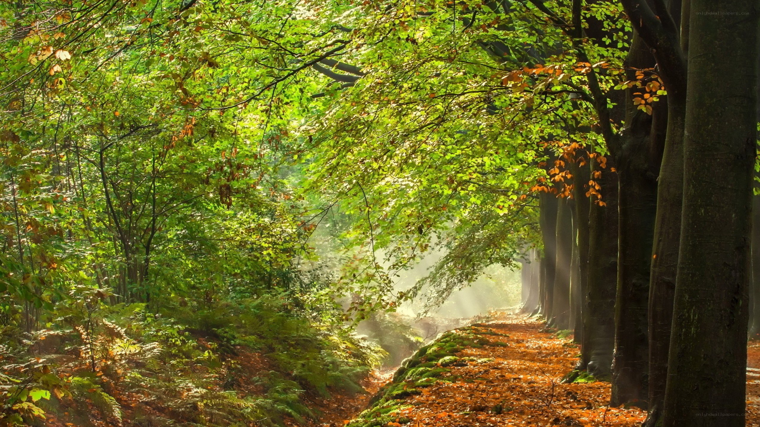 Sunlight through forest path