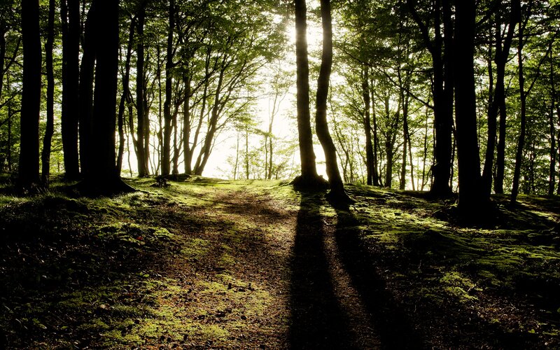 Sunlight through forest path