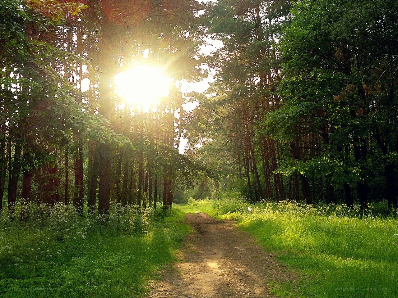 Sunlight through forest path