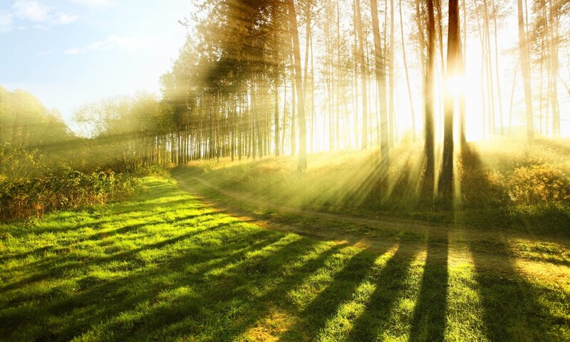 Sunlight through forest path