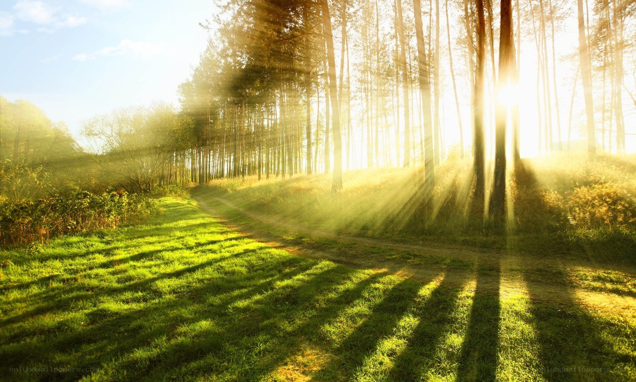 Sunlight through forest path
