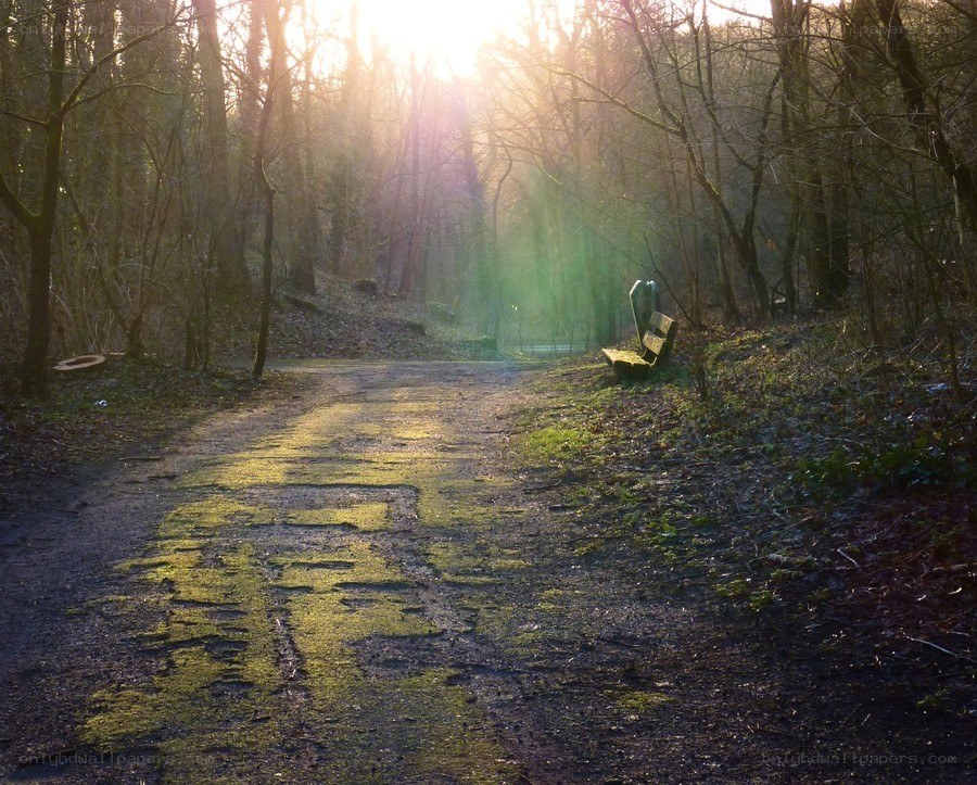 Sunlight through forest path