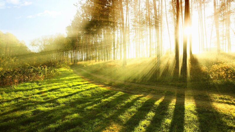 Sunlight through forest path