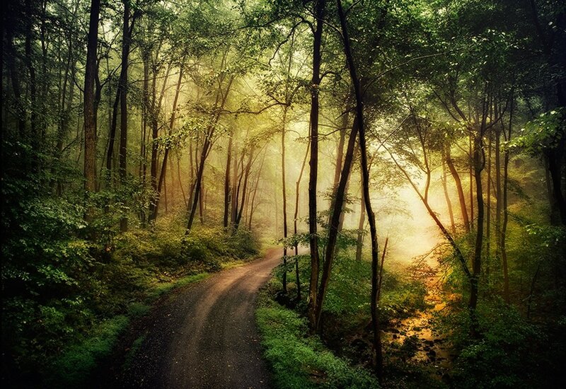 Sunlight through forest path