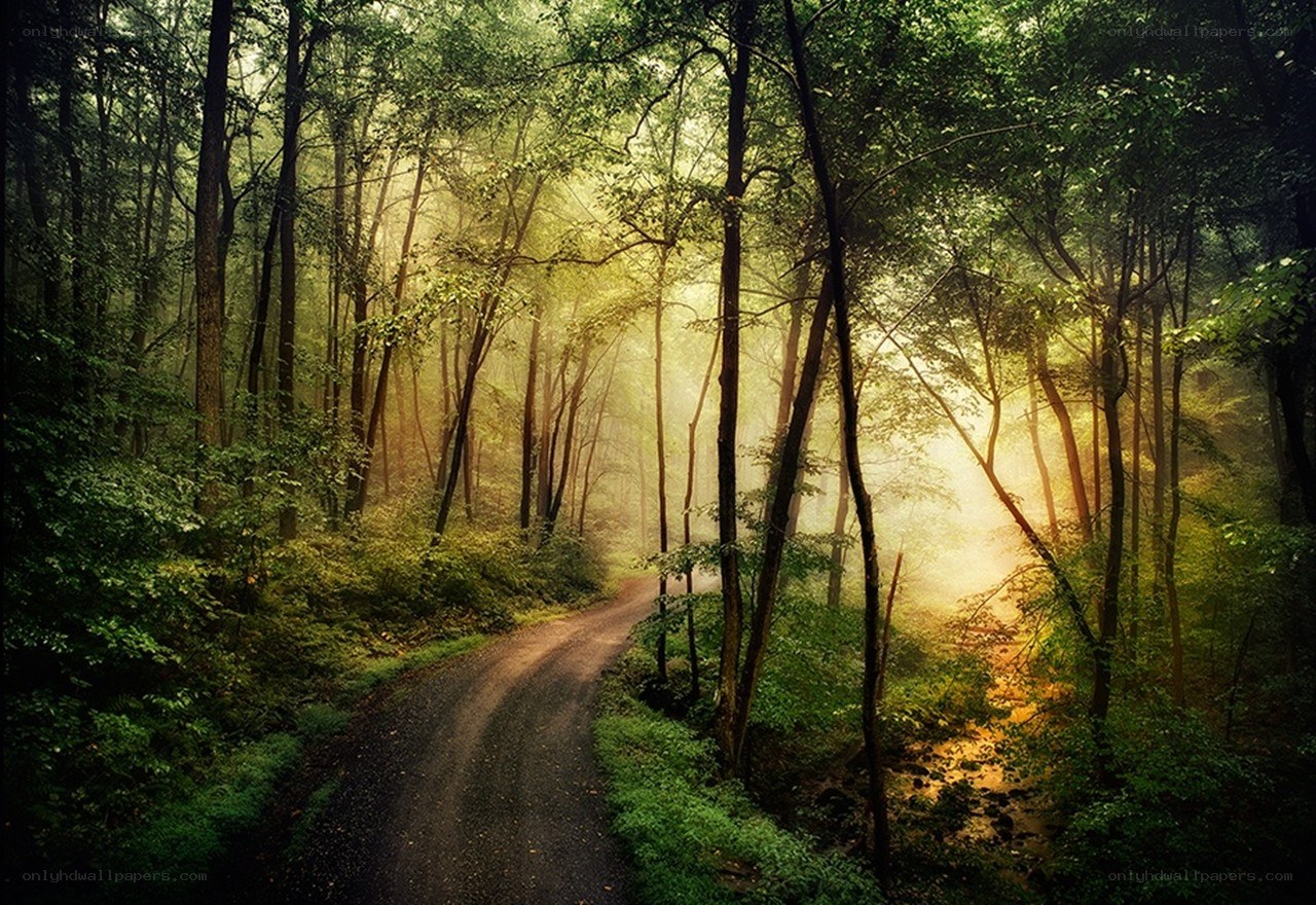 Sunlight through forest path