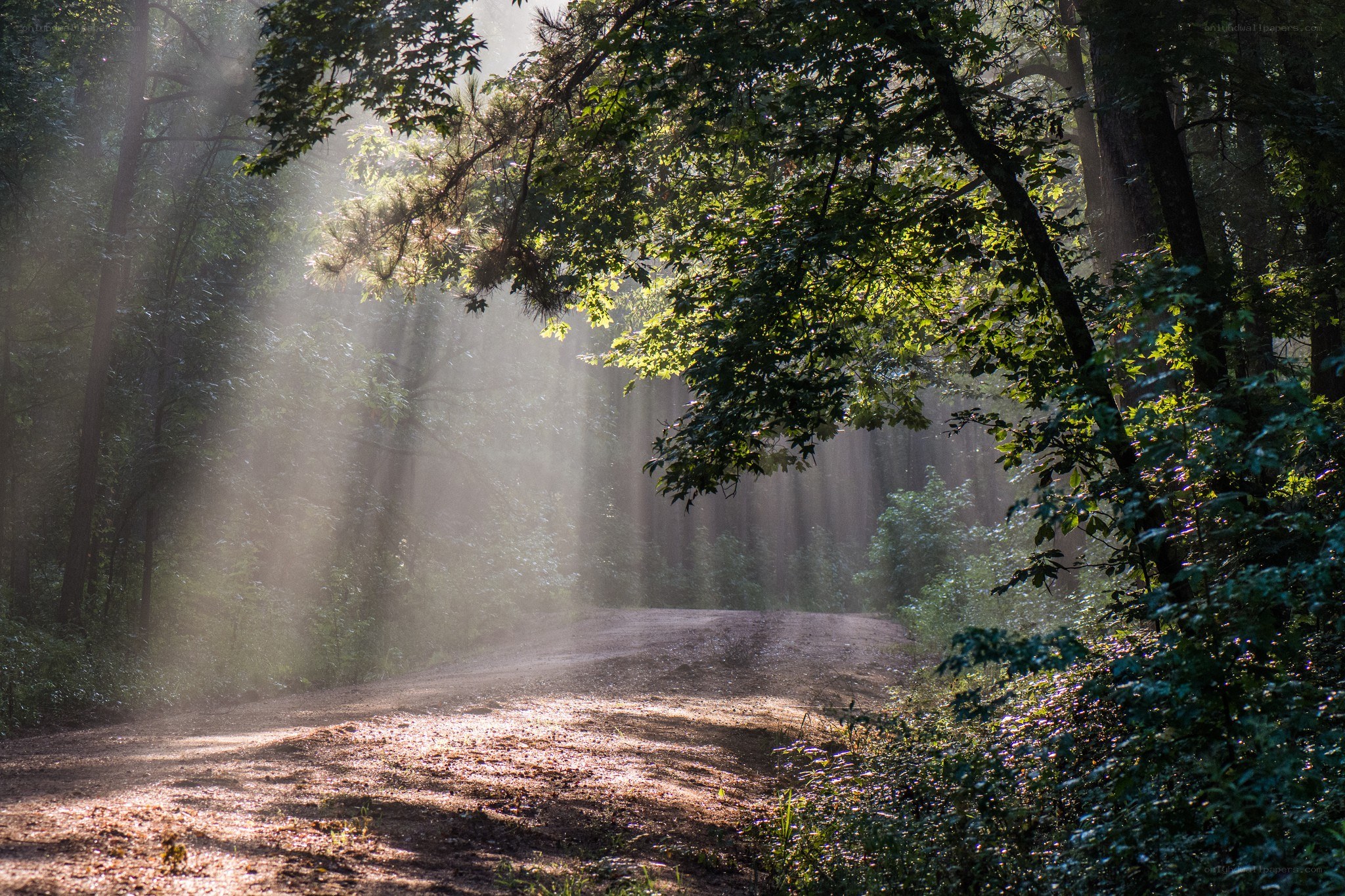 Sunlight through forest path