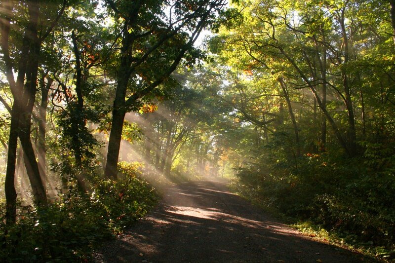 Sunlight through forest path