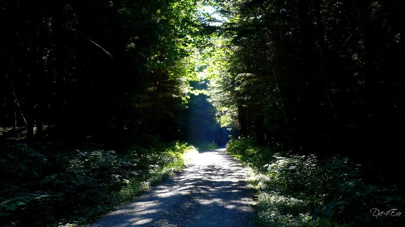 Sunlight through forest path