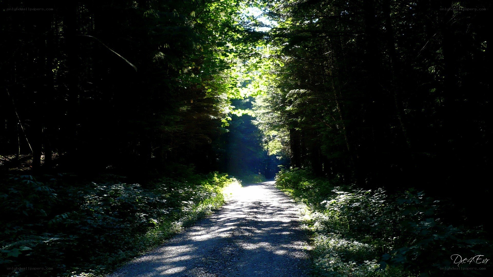 Sunlight through forest path