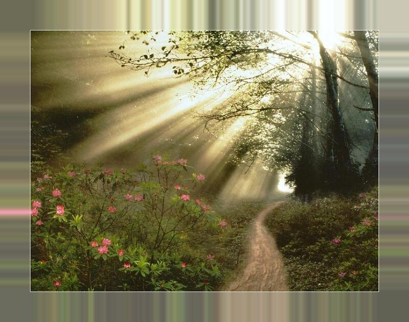 Sunlight through forest path