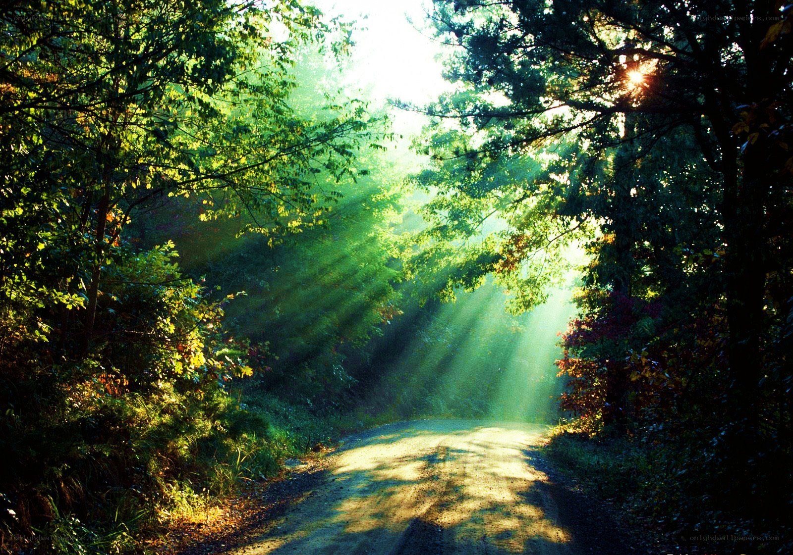 Sunlight through forest path