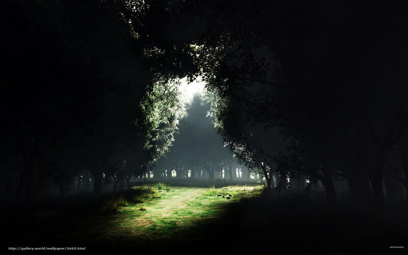 Sunlight through forest path