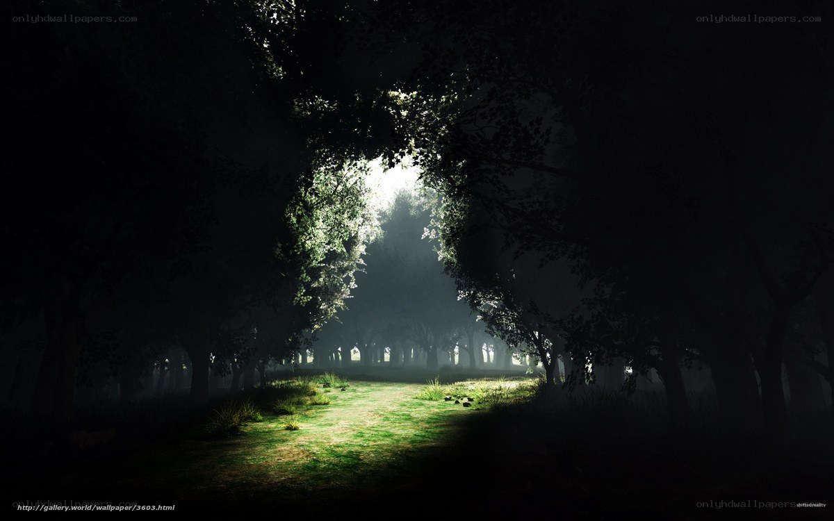 Sunlight through forest path