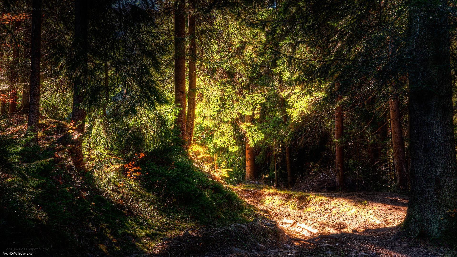 Sunlight through forest path