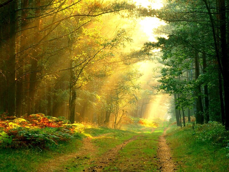 Sunlight through forest path