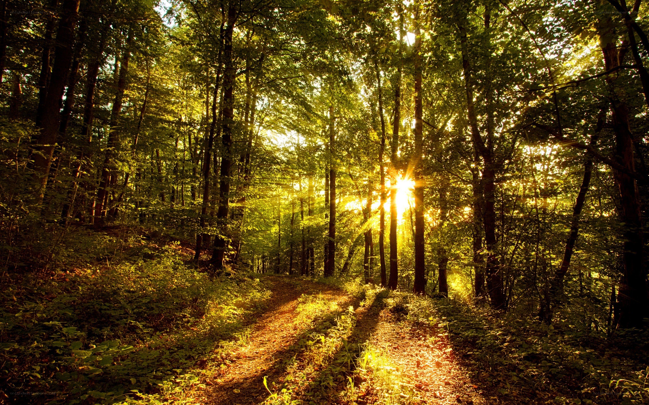 Sunlight through forest path