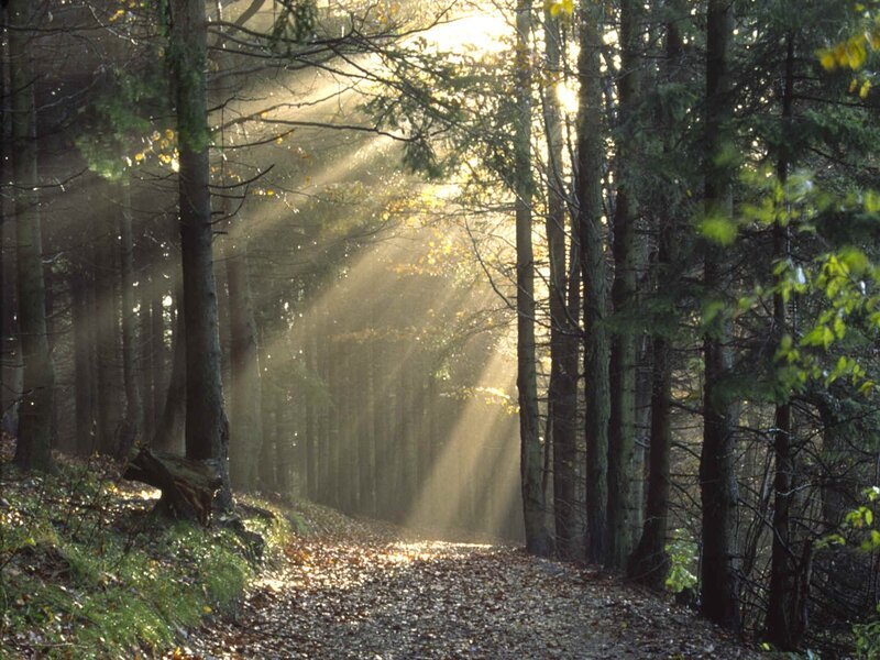 Sunlight through forest path