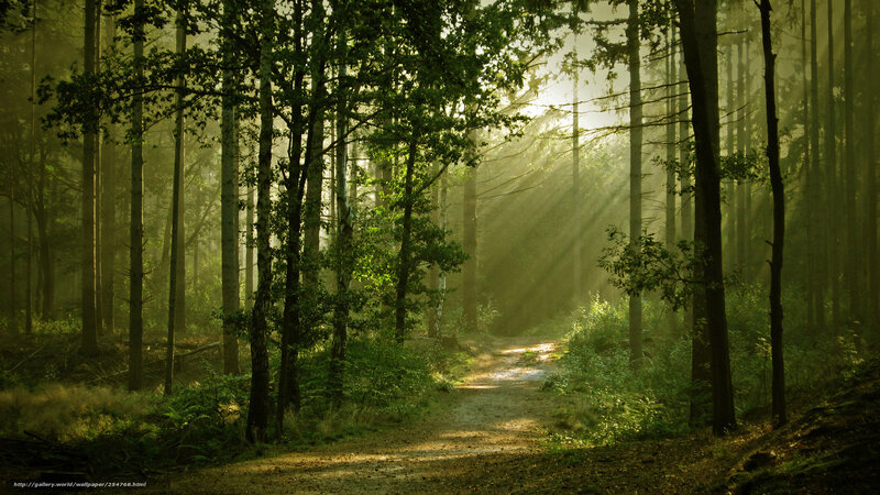 Sunlight through forest path
