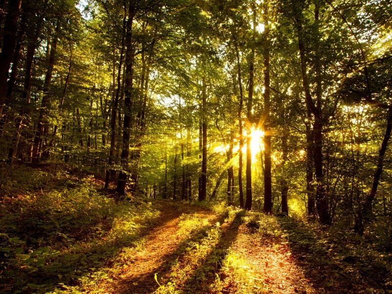 Sunlight through forest path