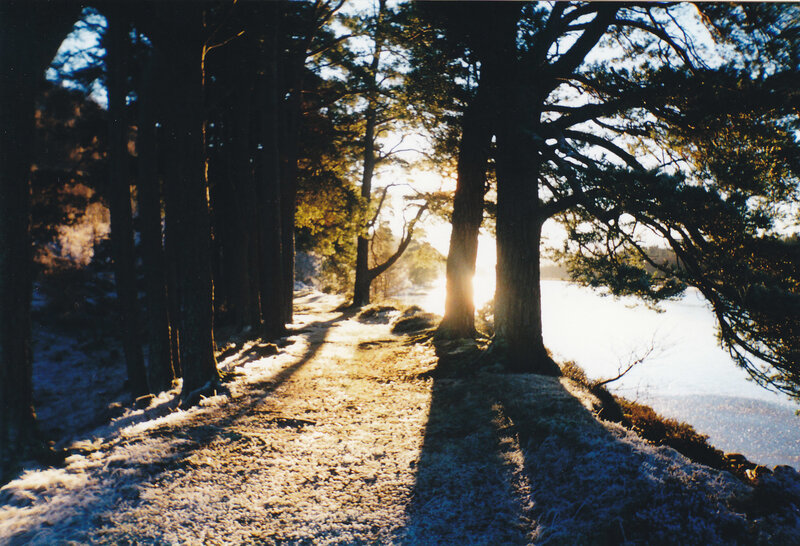 Sunlight through forest path