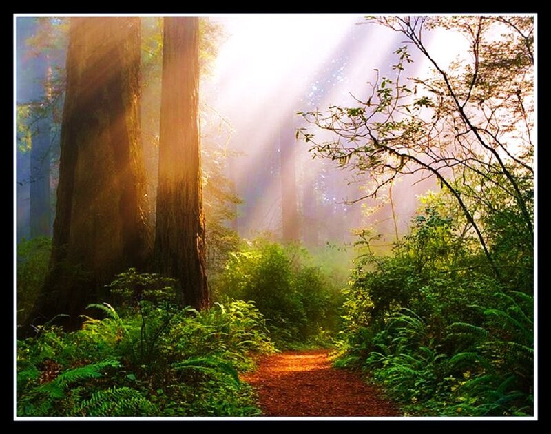 Sunlight through forest path
