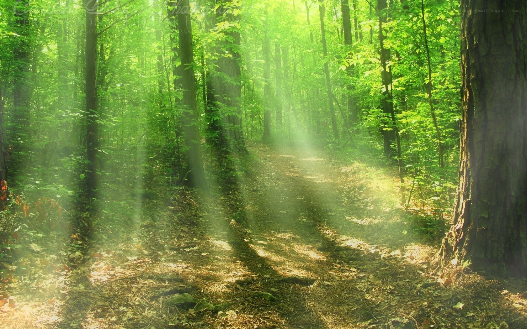 Sunlight through forest path
