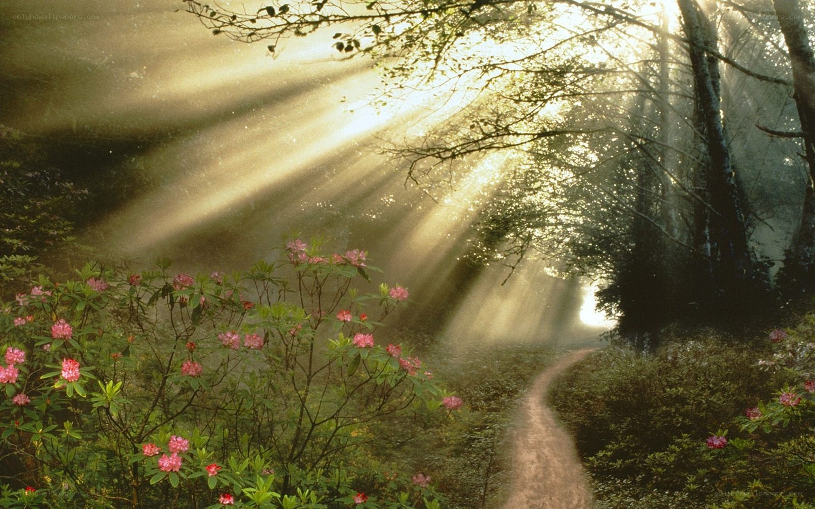 Sunlight through forest path