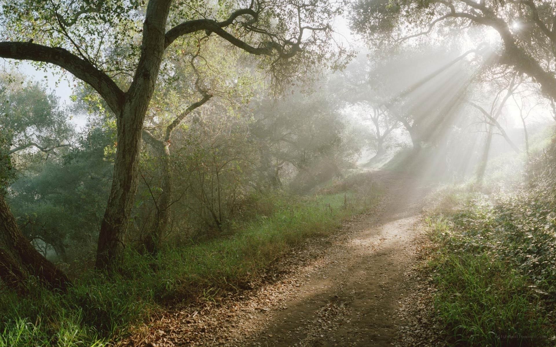 Sunlight through forest path