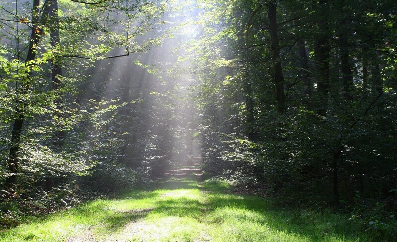 Sunlight through forest path