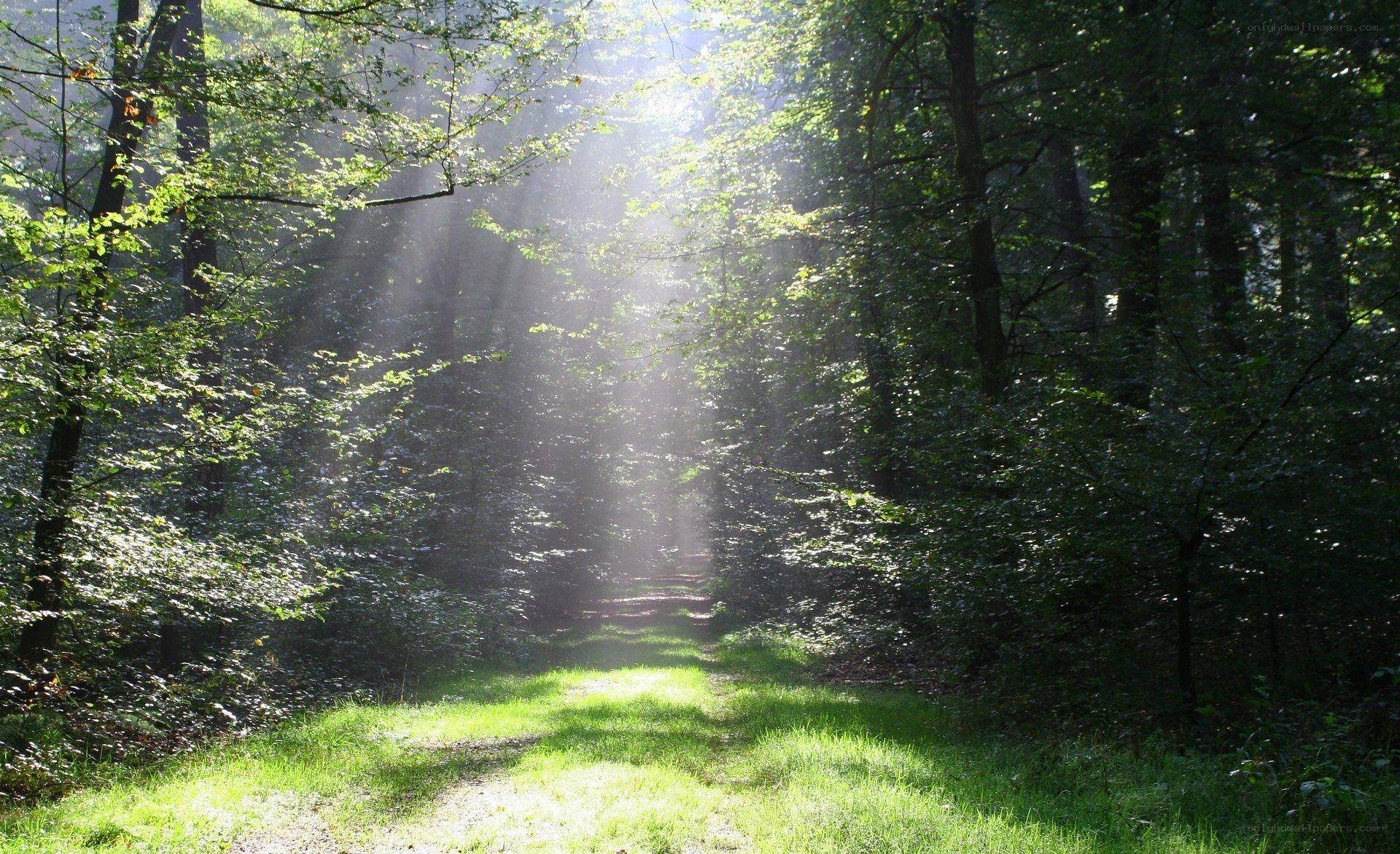 Sunlight through forest path