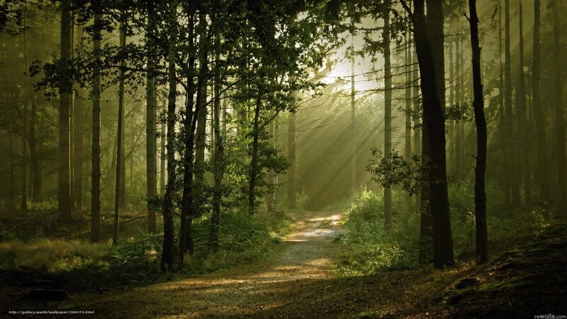 Sunlight through forest path