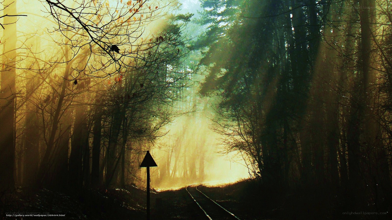 Sunlight through forest path