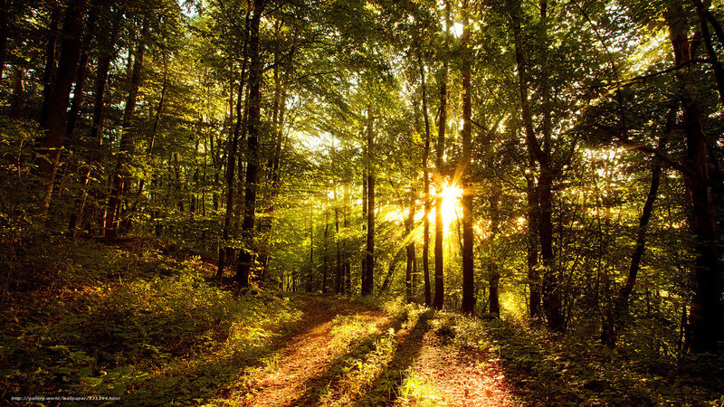 Sunlight through forest path