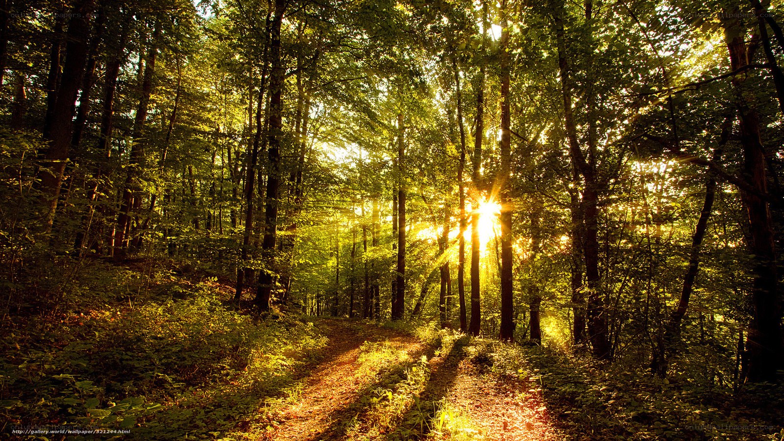 Sunlight through forest path