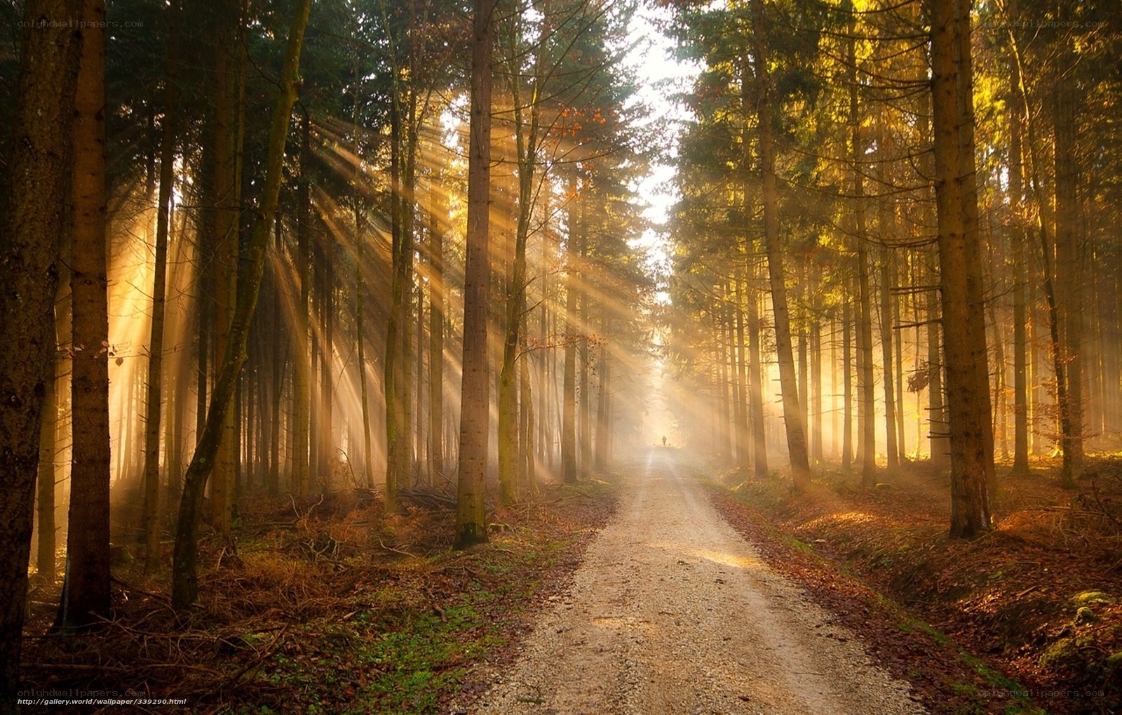 Sunlight through forest path