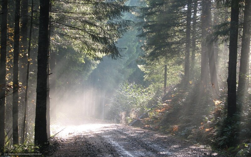 Sunlight through forest path