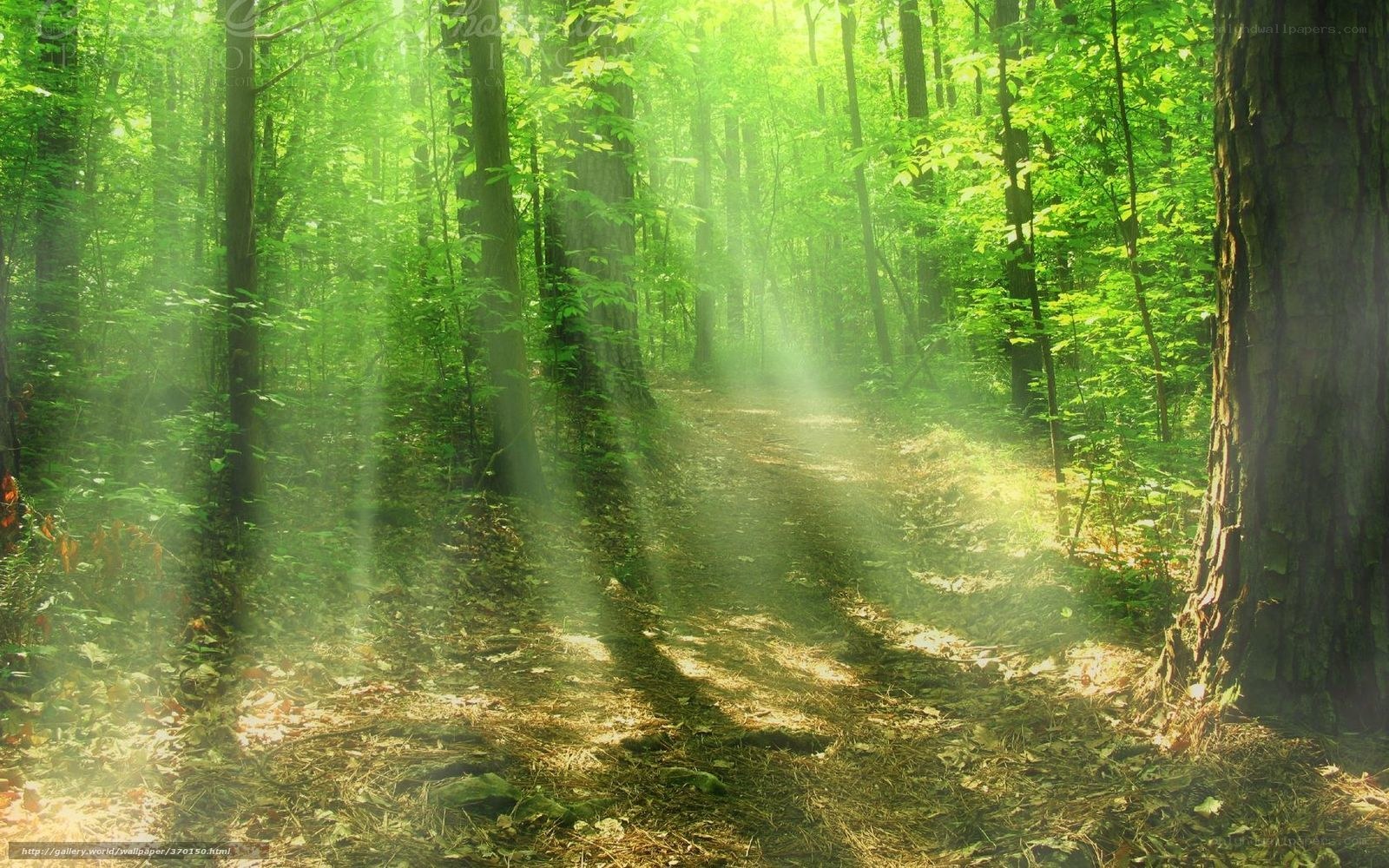 Sunlight through forest path