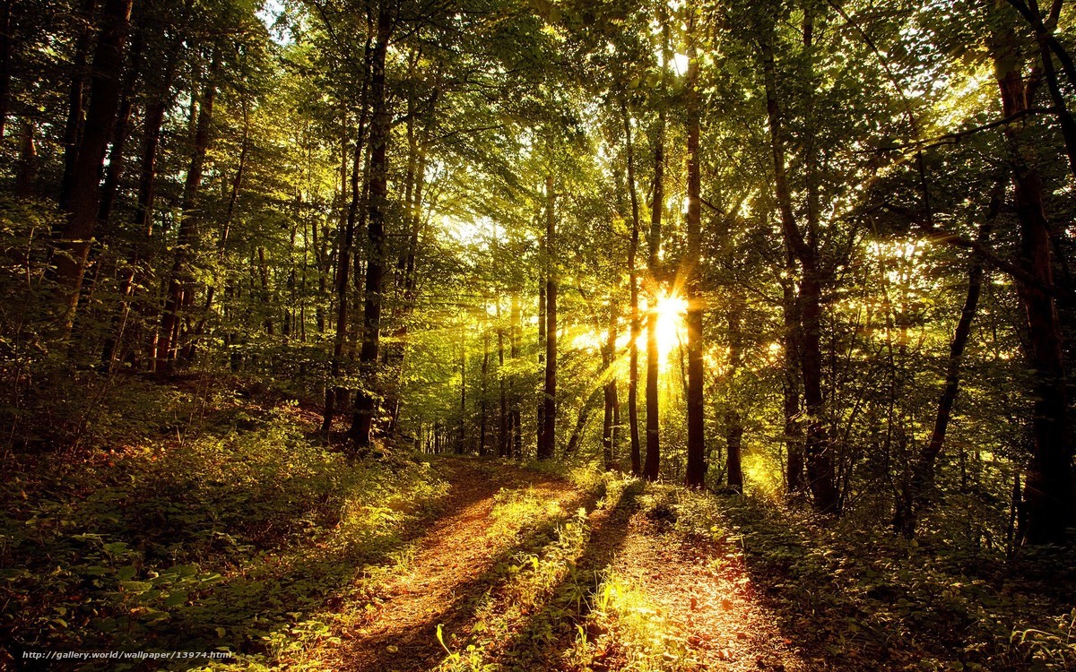 Sunlight through forest path