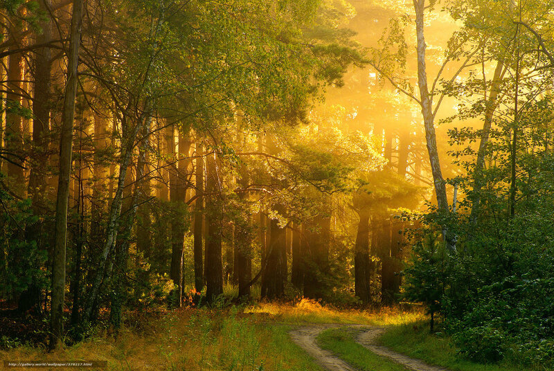 Sunlight through forest path