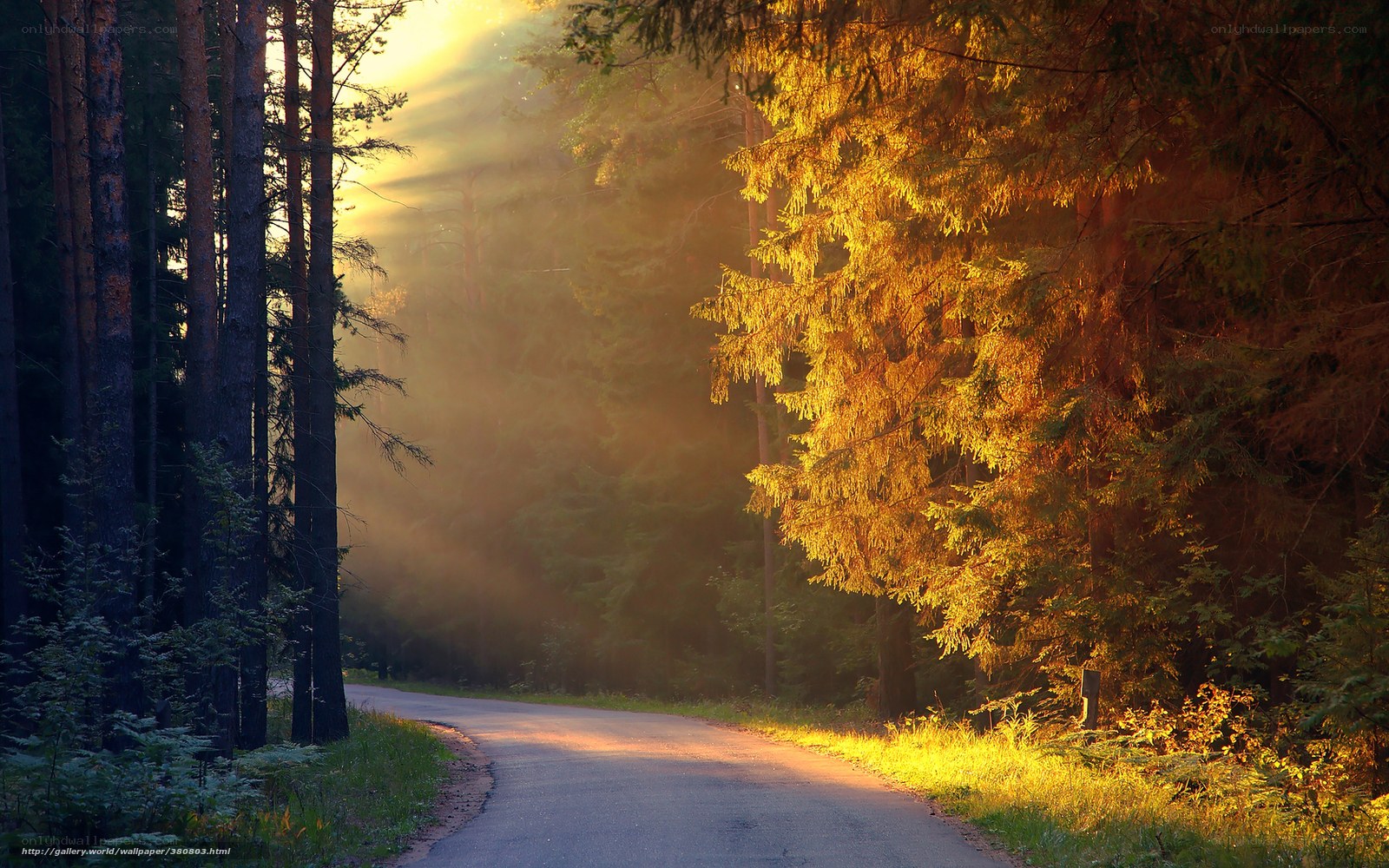 Sunlight through forest path