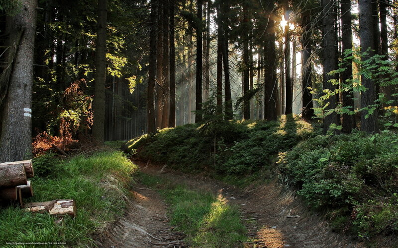 Sunlight through forest path