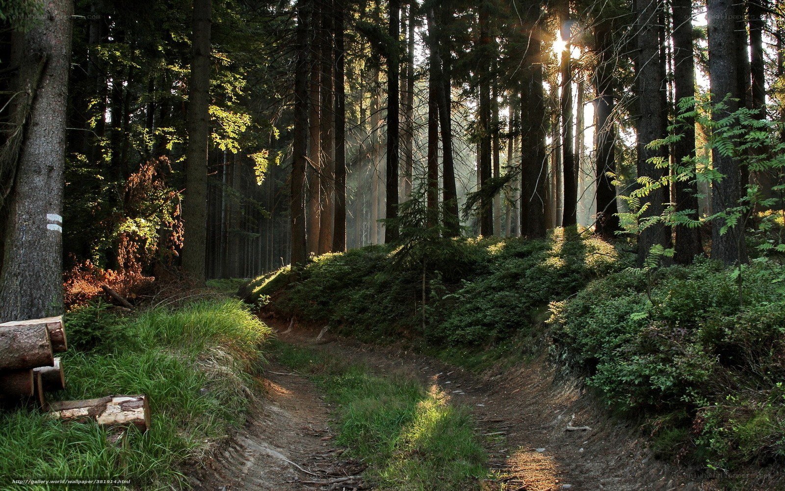 Sunlight through forest path