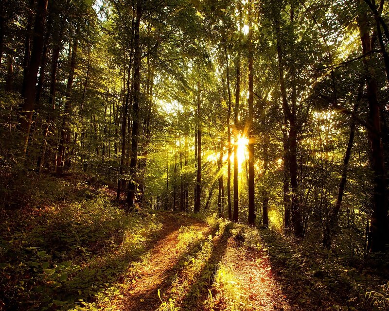 Sunlight through forest path