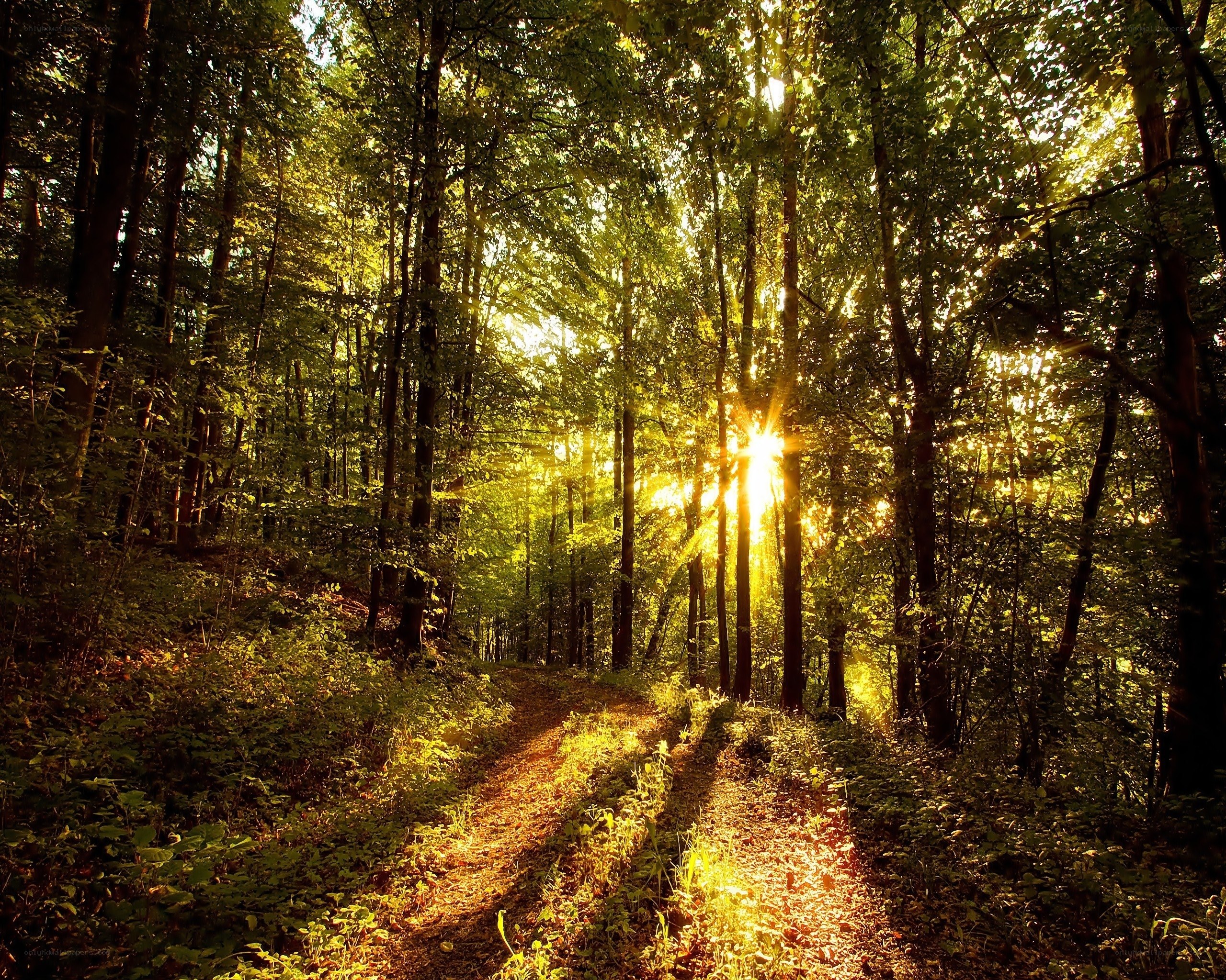 Sunlight through forest path