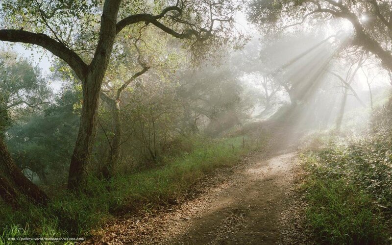 Sunlight through forest path