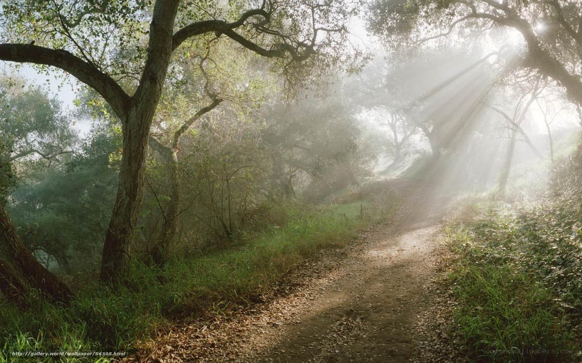 Sunlight through forest path