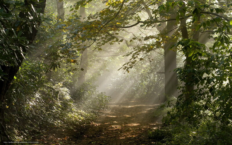 Sunlight through forest path
