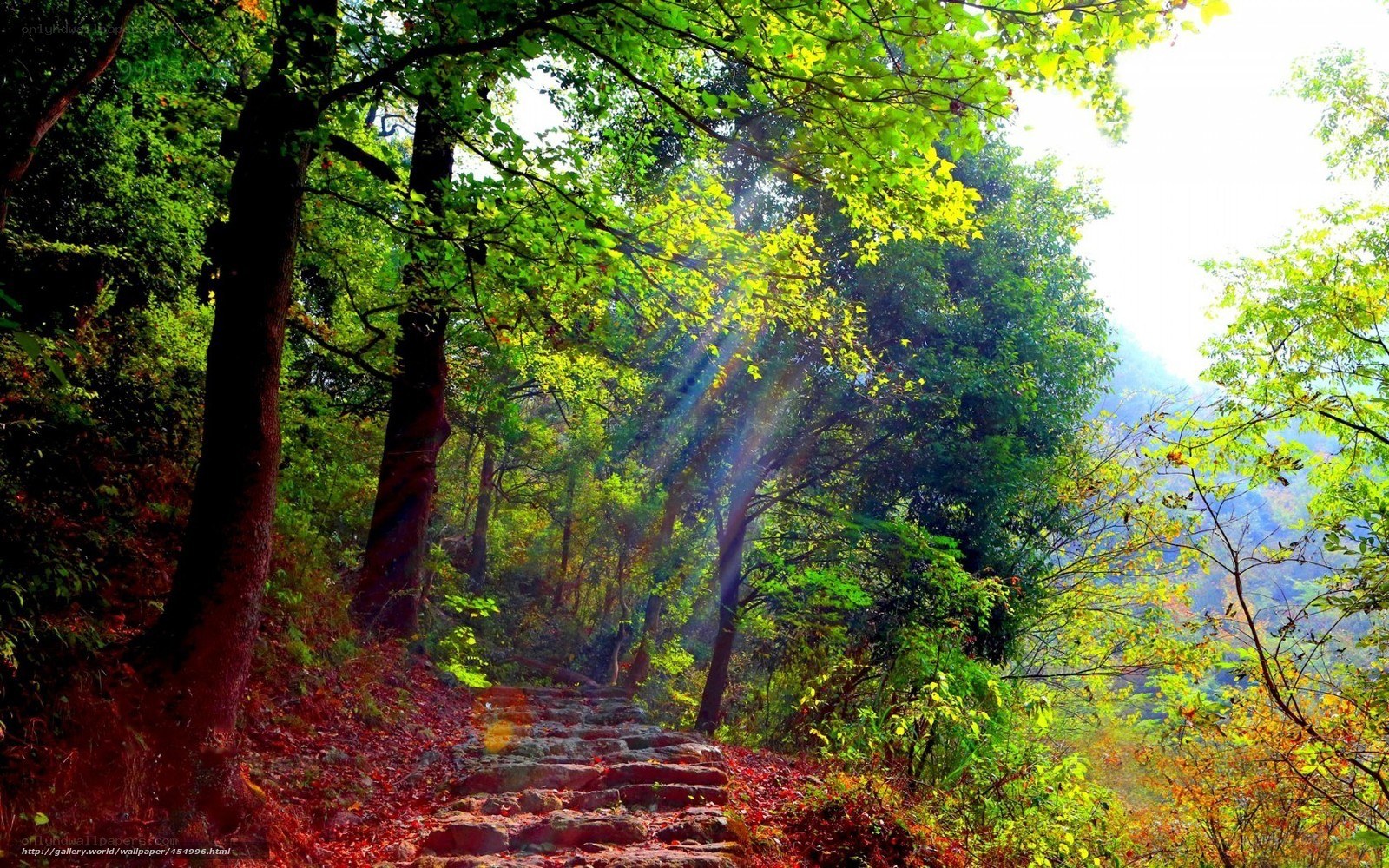 Sunlight through forest path