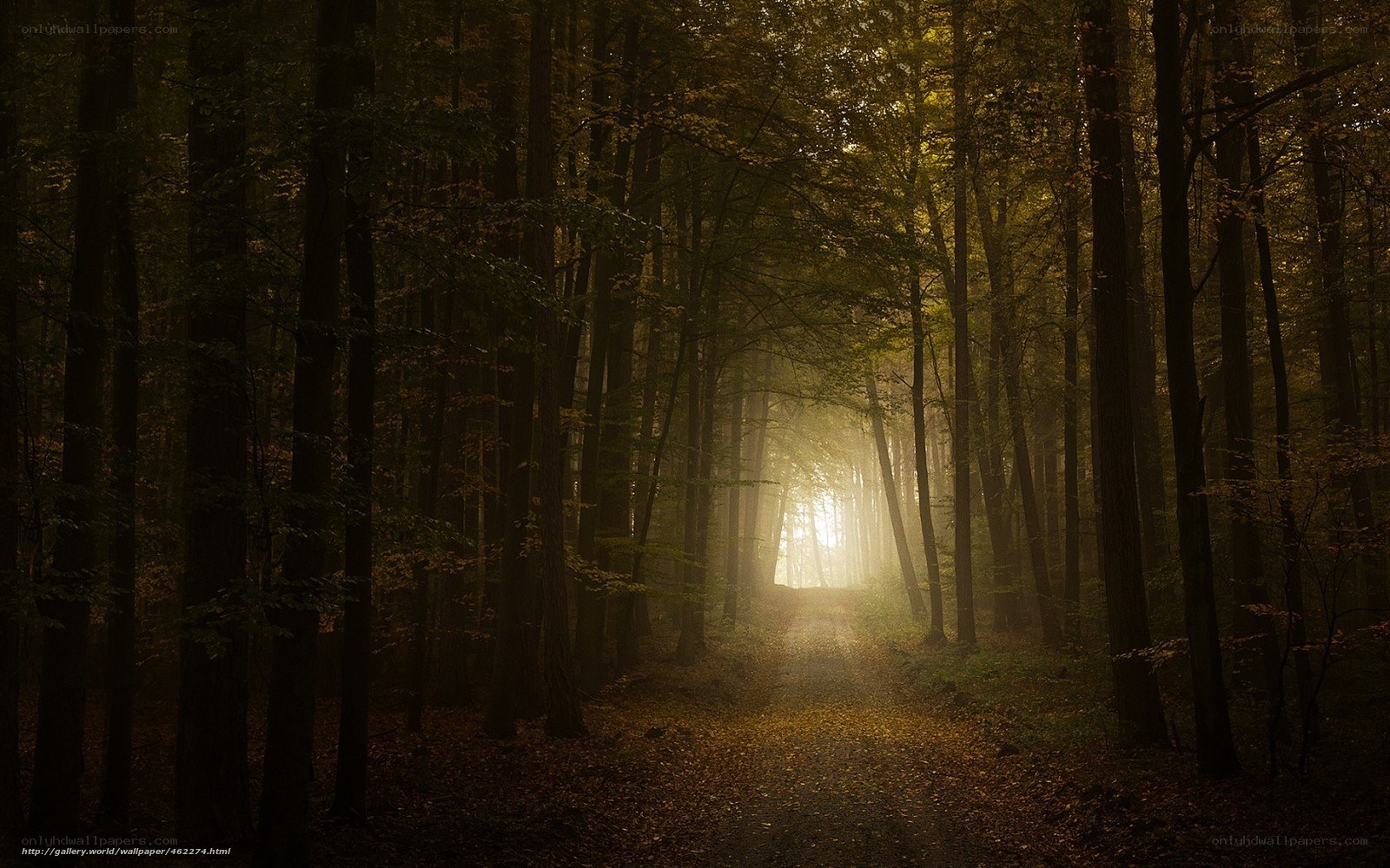 Sunlight through forest path