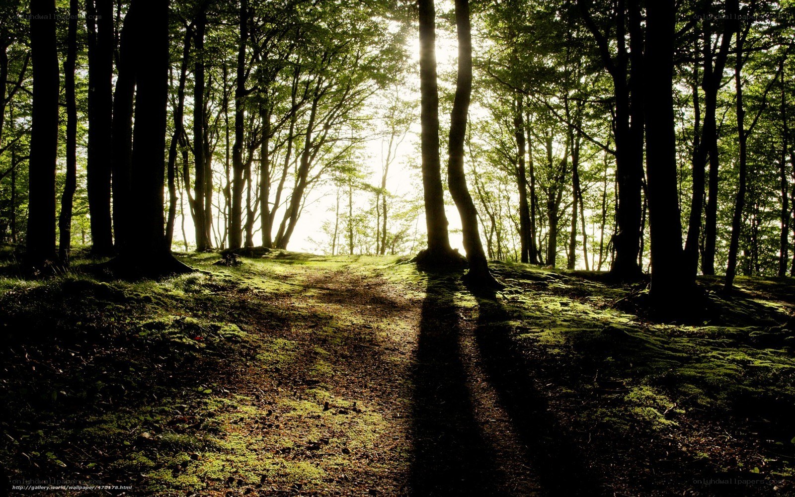 Sunlight through forest path